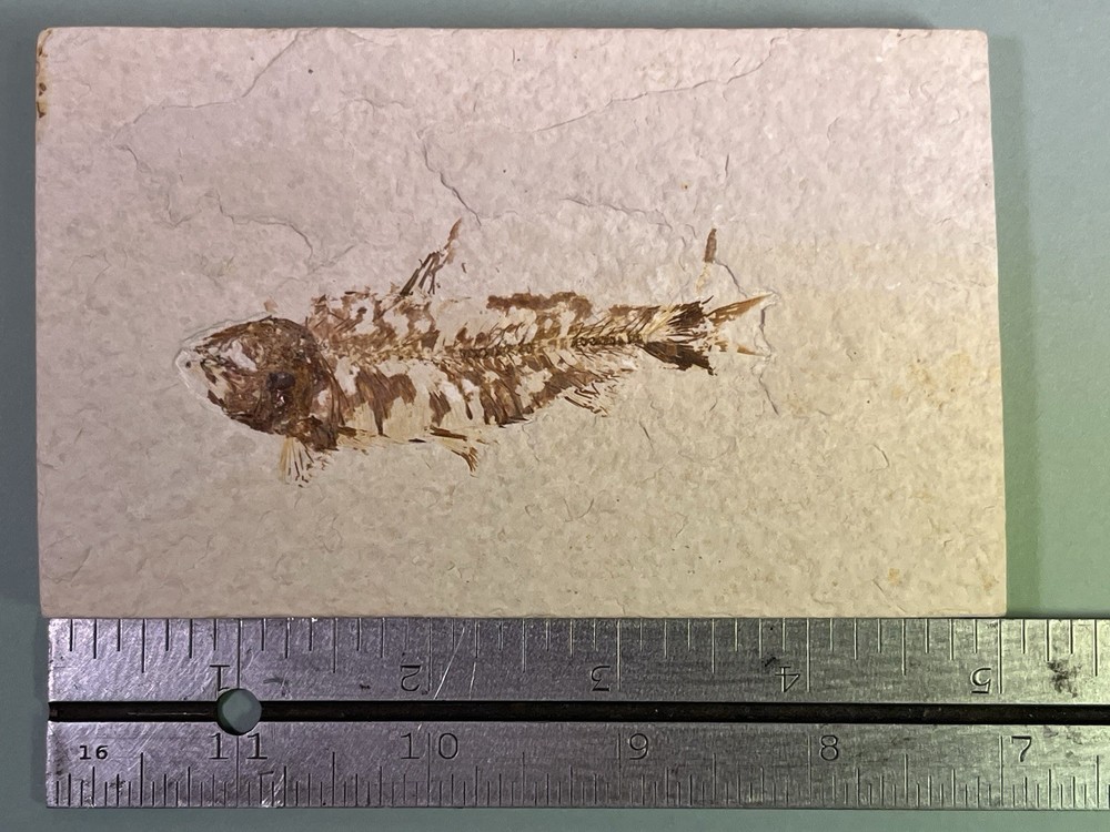 Fossilized Fish on Slab