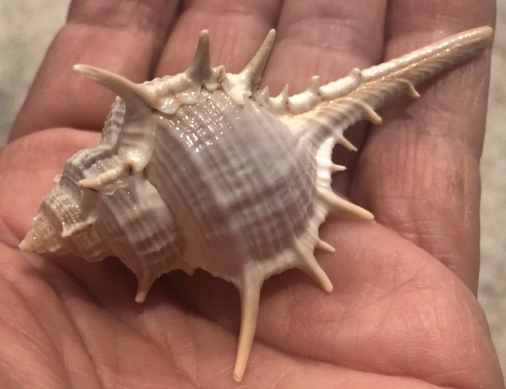 5 LARGE TURNISPINIA MUREX SEA SHELLS - BETWEEN 3” & 4" TALL