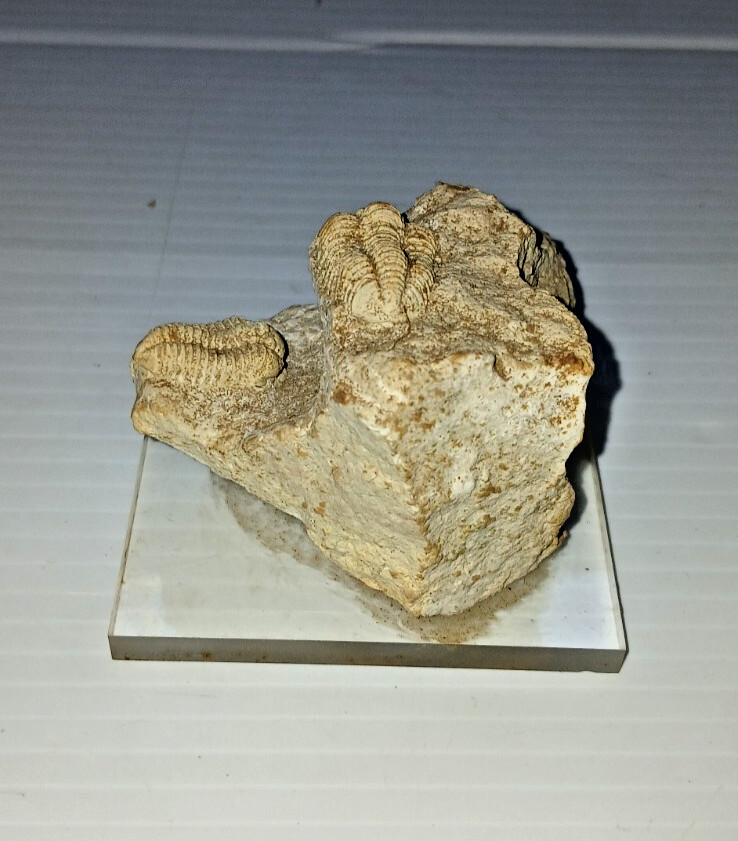 2 Trilobite Fossil