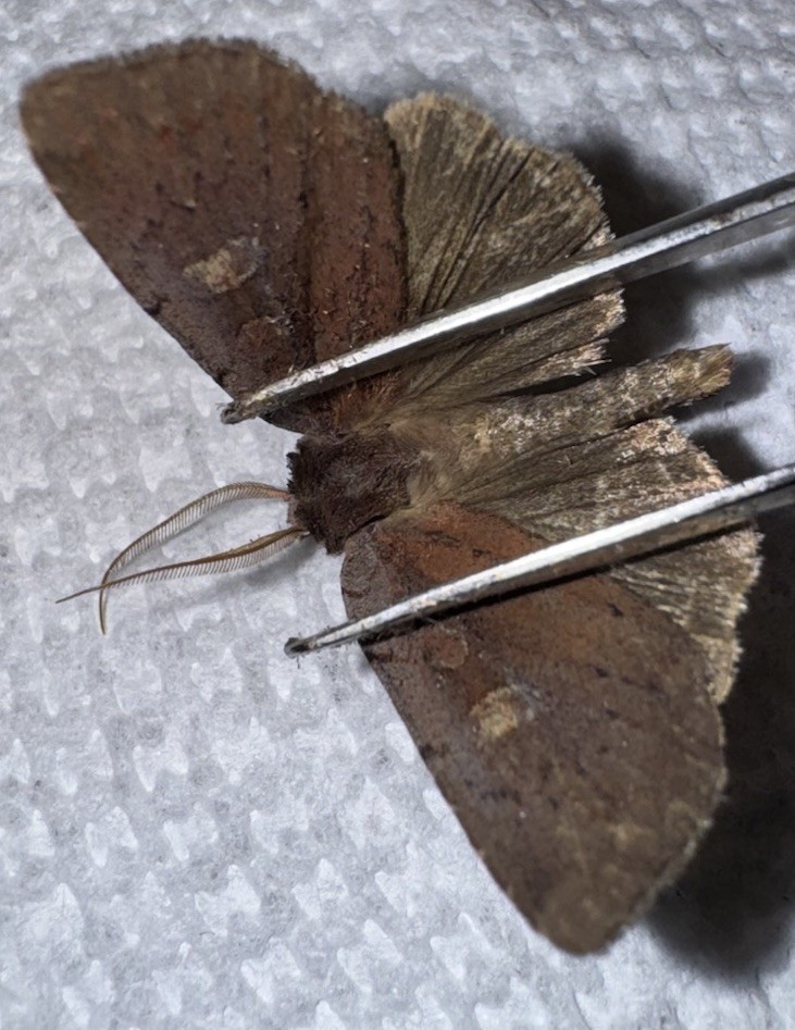 JSR Beautiful Noctuid Moth #4