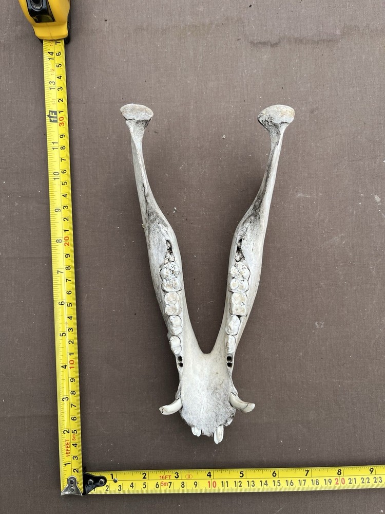 Real Lower pig hog Jaw Bone With Teeth