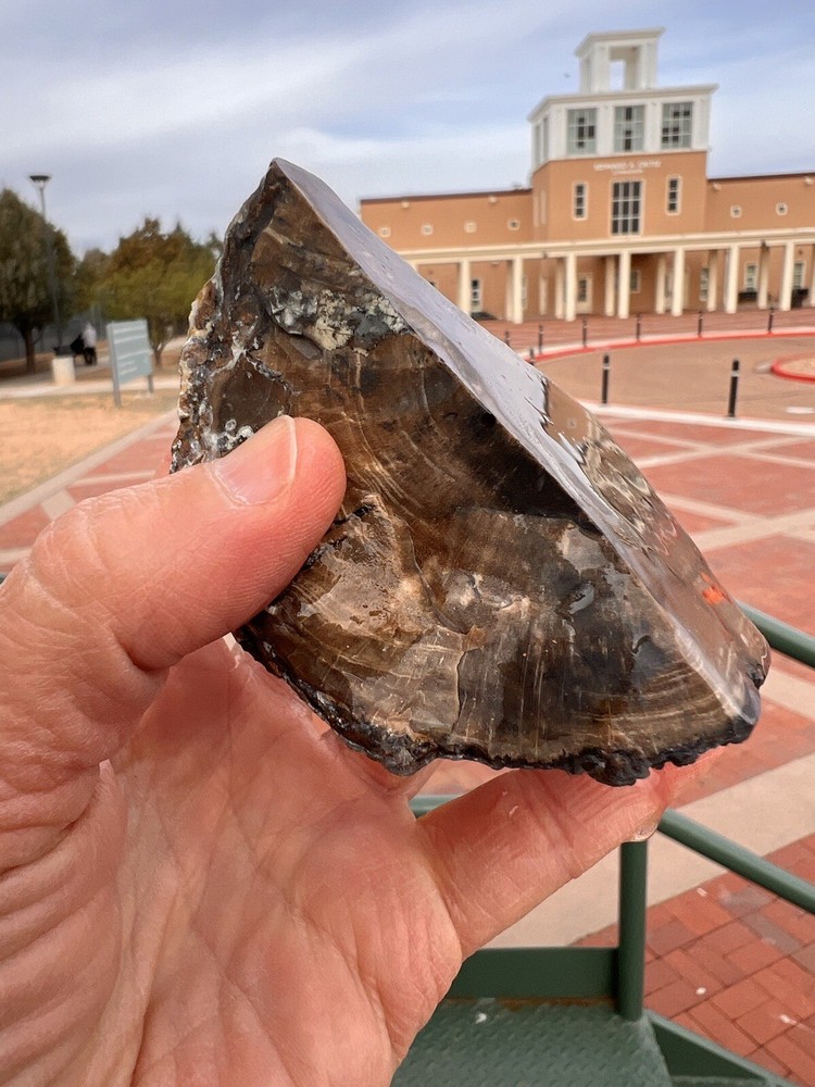 Blue forest petrified wood tree limb Dragon