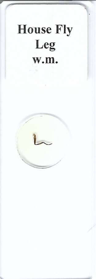 House Fly Leg w.m. Microscope Slide