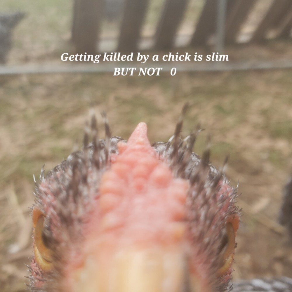 10+ Heritage Dominique Hatching Eggs