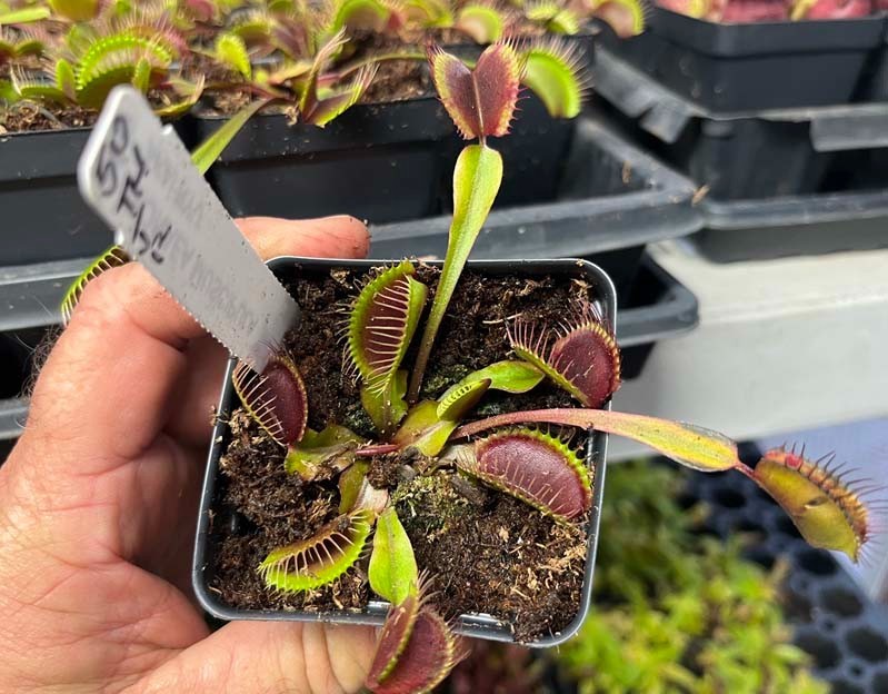 Venus Flytrap Akai Ryu - Red Dragon Venus Flytrap - Live Carnivorous Plant