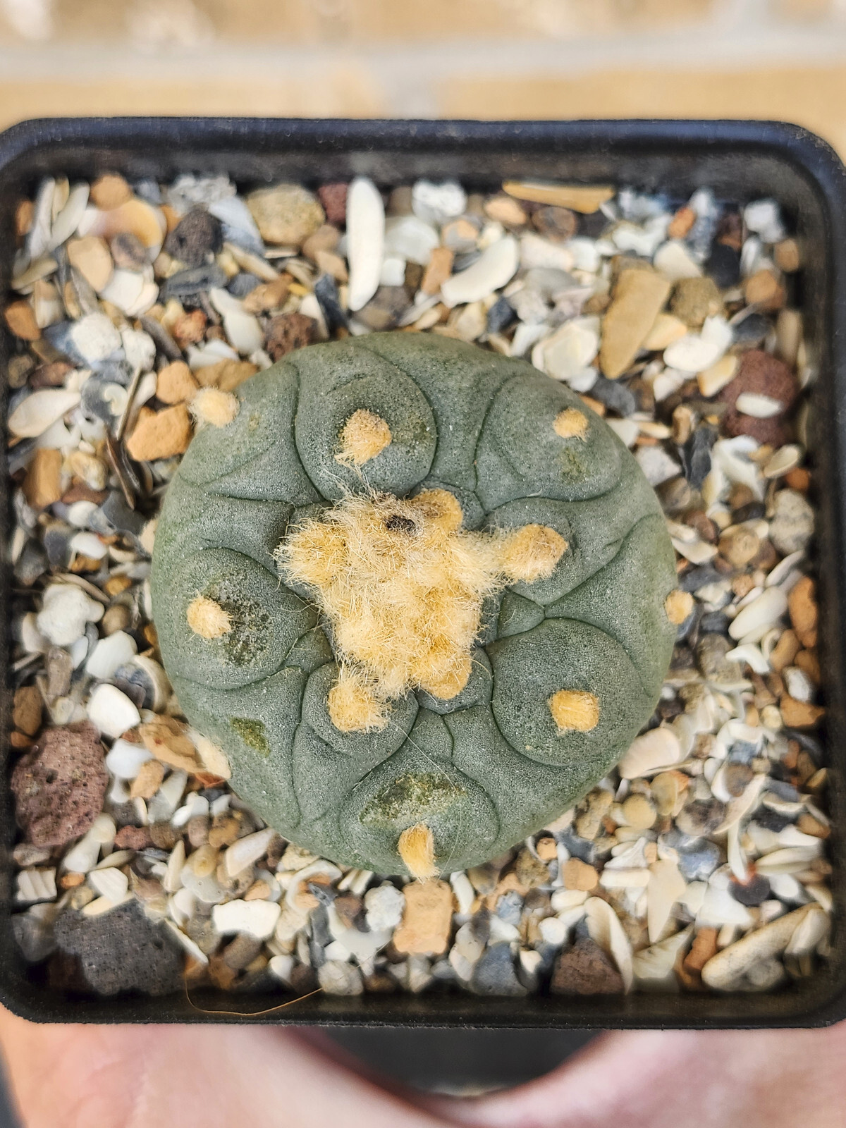 ONE(1) RARE Cactus sp koehresii, seed grown in 2.60" pot, large root
