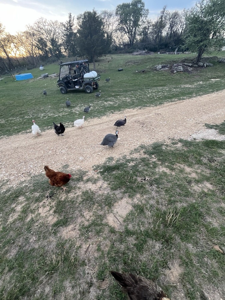 12 + Extra Guinea Fowl Hatching Eggs
