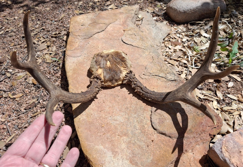 Coues Whitetail Deer Head 3 X 3 Antler Mount Nice!