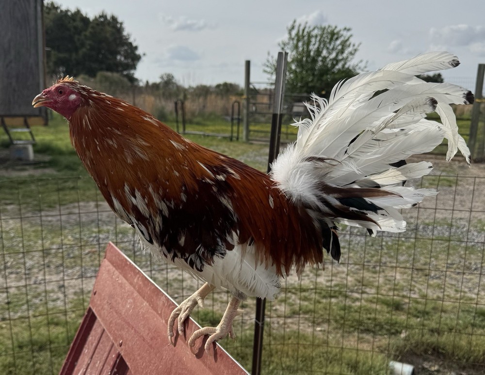 Chicken Hatching Egg