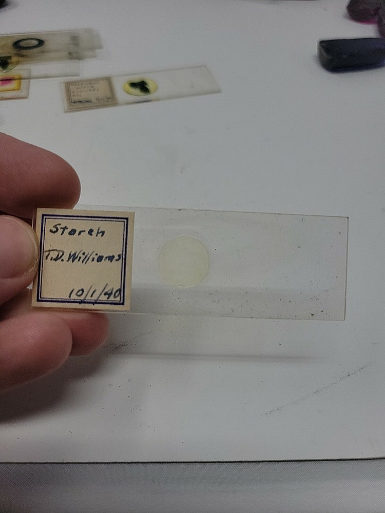 Vintage Microscope Slide 1940