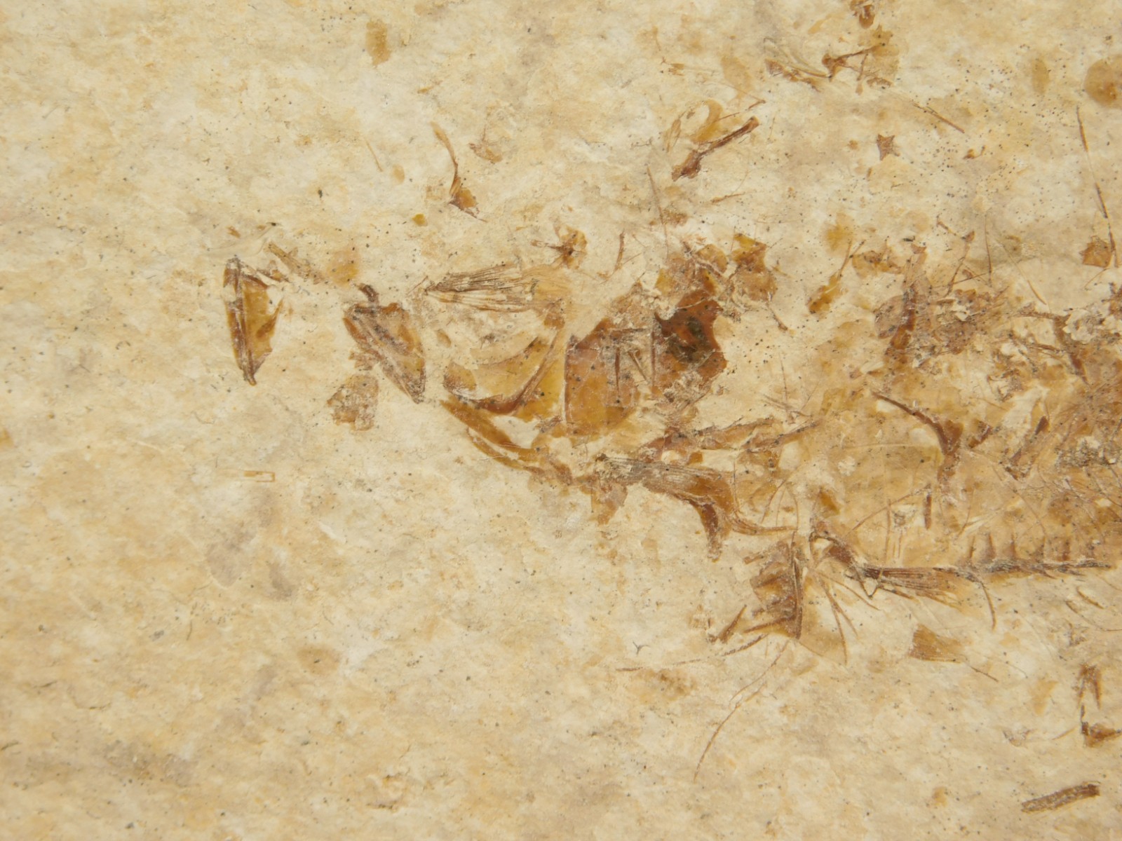 TWO! 50 Million Year Old EXPLODED Knightia Fry FISH Fossils From Wyoming 66.4gr