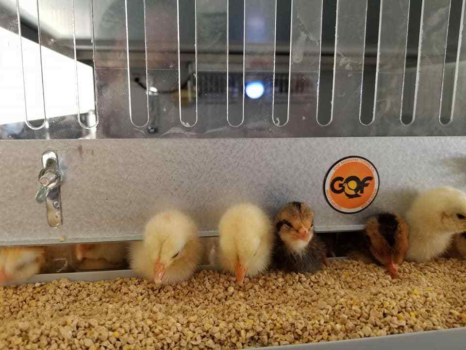 Brooder GQF Battery Brooder Deck Game Bird Poultry 5 Box Brooder 0540 Poultry