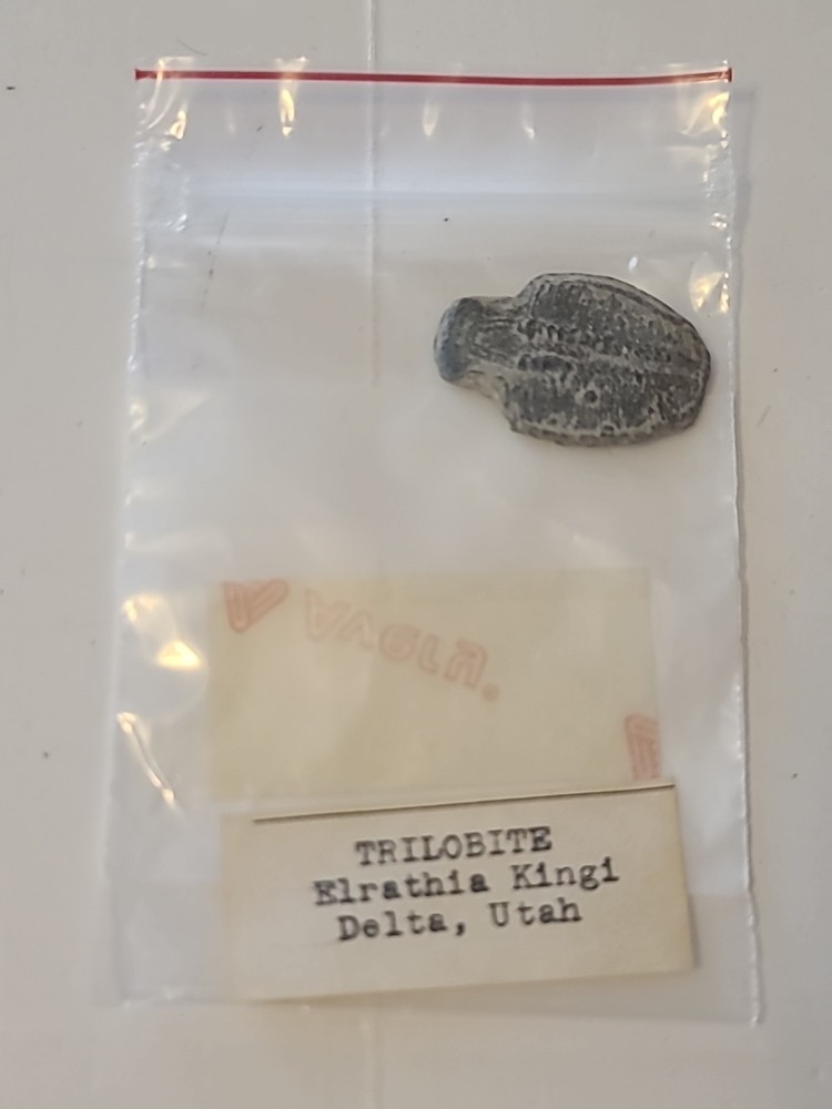 Elrathia Kingi Trilobite Fossil