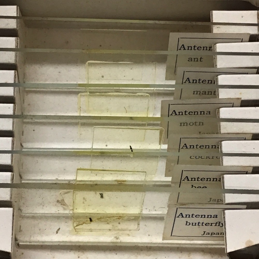 Vintage PERFECT MICROSCOPE SPECIMEN SLIDES 3 Boxes 18 Slides 810-E, N, & P