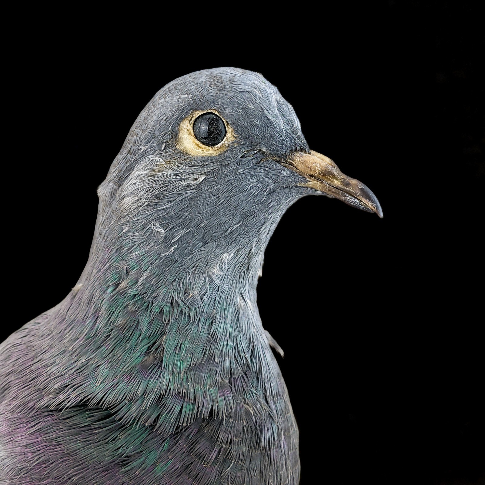 Rock Pigeon bird c livia dove collectible Taxidermy Oddity Curiosity decor gift