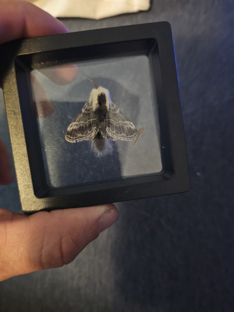 Tolype Moth (Damaged Antenna)  Framed Specimen
