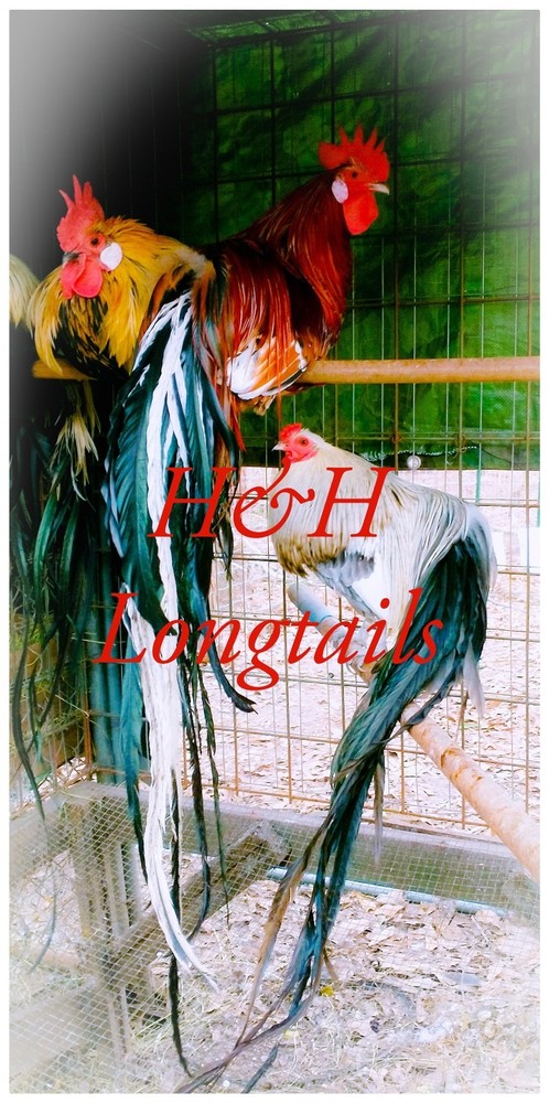 6+ Assorted color Phoenix longtail Chicken hatching eggs L@@K!