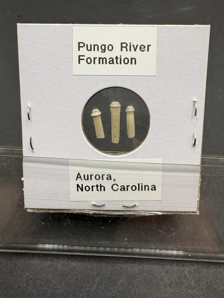 (12)- Mixed Location Micro Fossils- Miocene, Oligocene, Eocene, Cretaceous