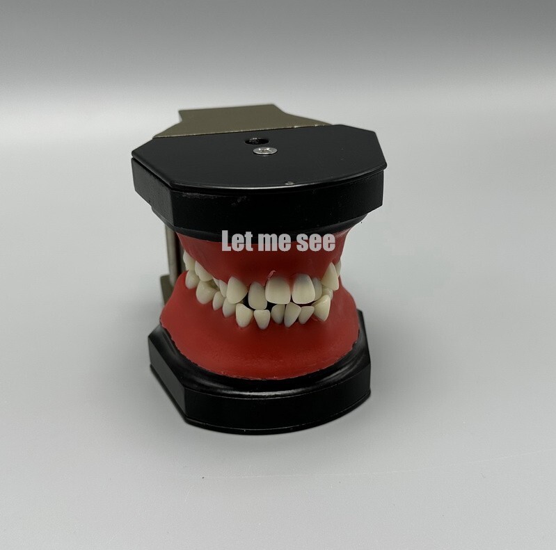 1set Dental Orthodontic Simulator Training Teeth Model Typodout Model