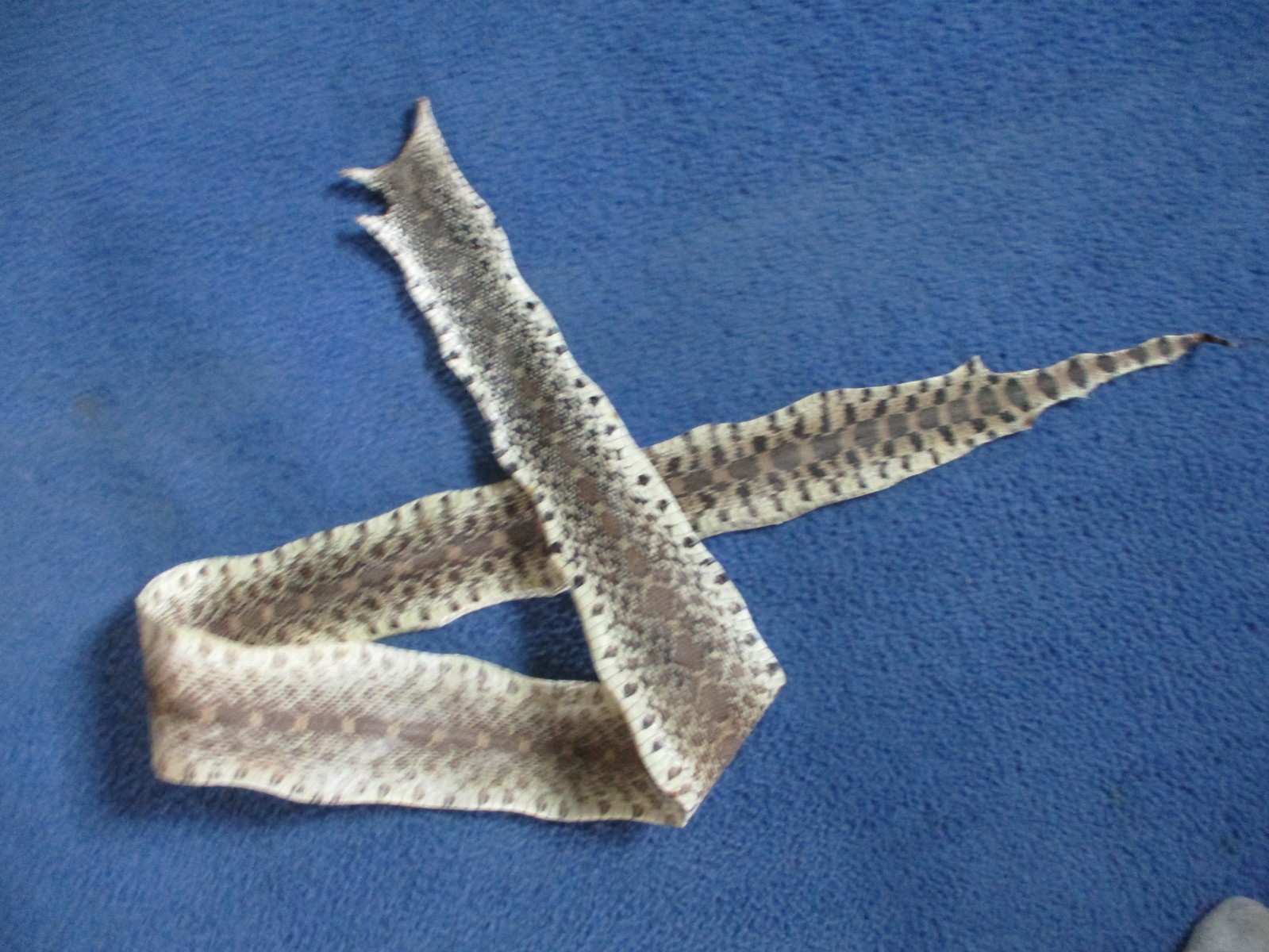 BULL snake skin snake hide DRY tanned bow wrap blanks snake art NICE 52 IN. Z2