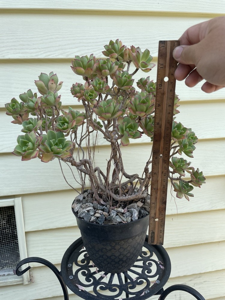 Bonsai Tree Aeonium Haworthia Tree Ship With Bare Rooted