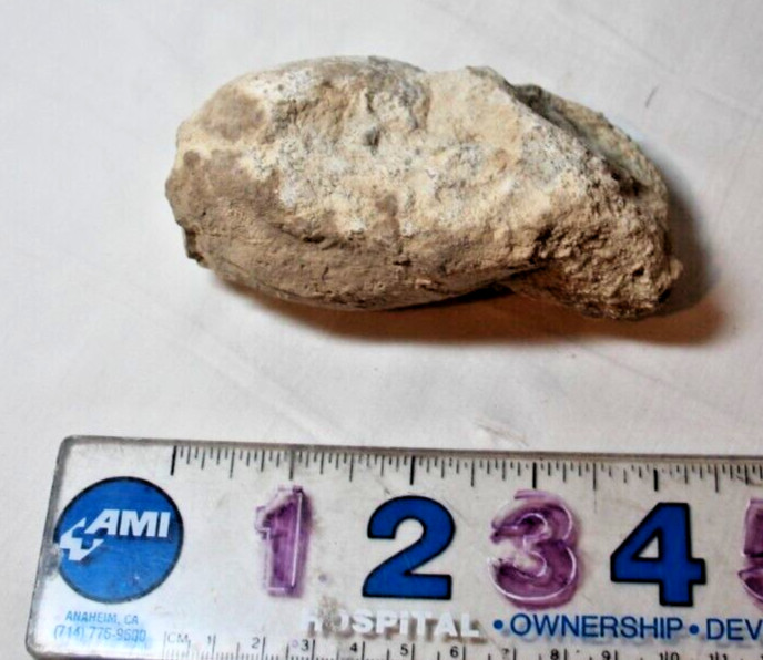 rock fossil from Utah