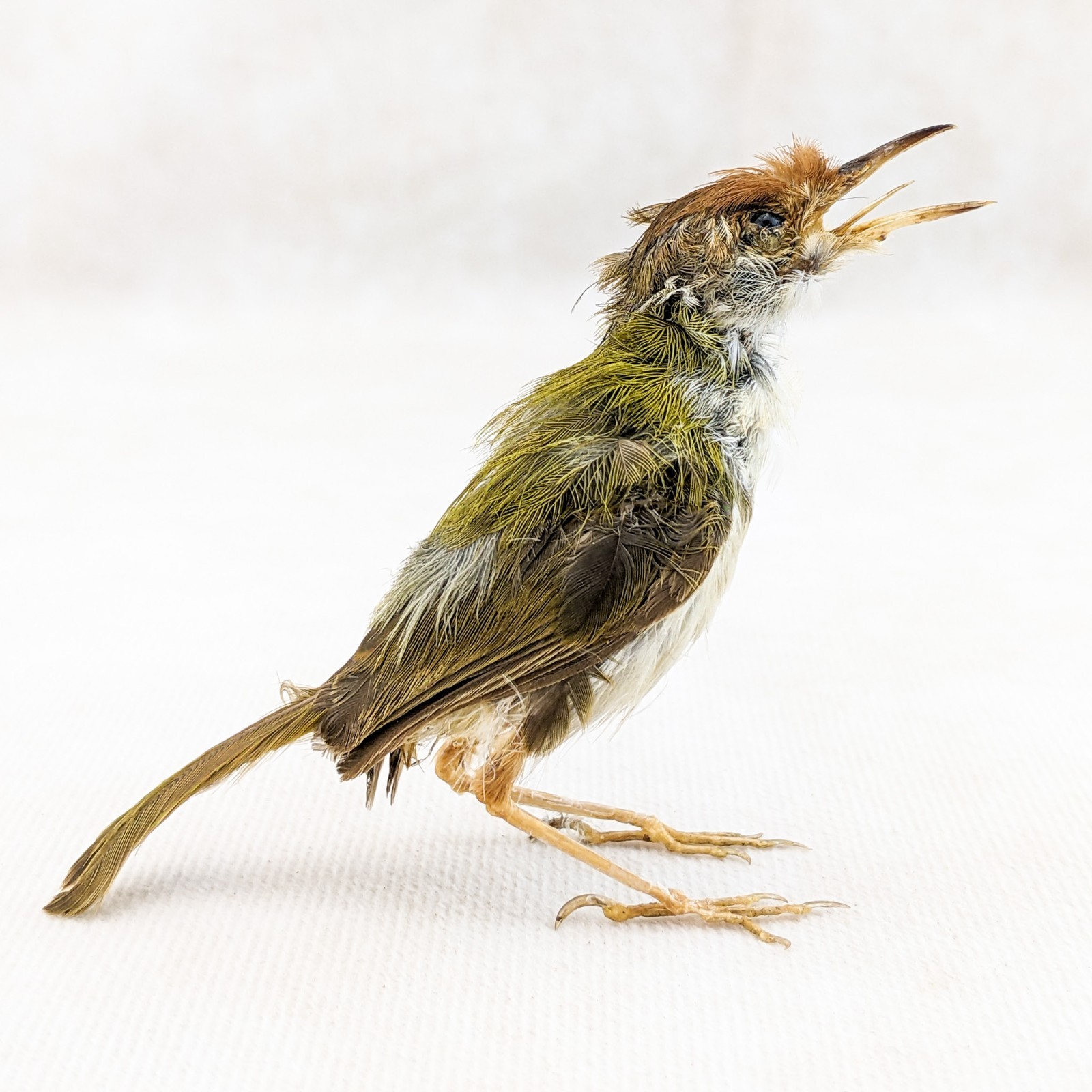 Ashy Tailor bird taxidermy Orthotomus ruficeps Bird Specimen oddities gift decor