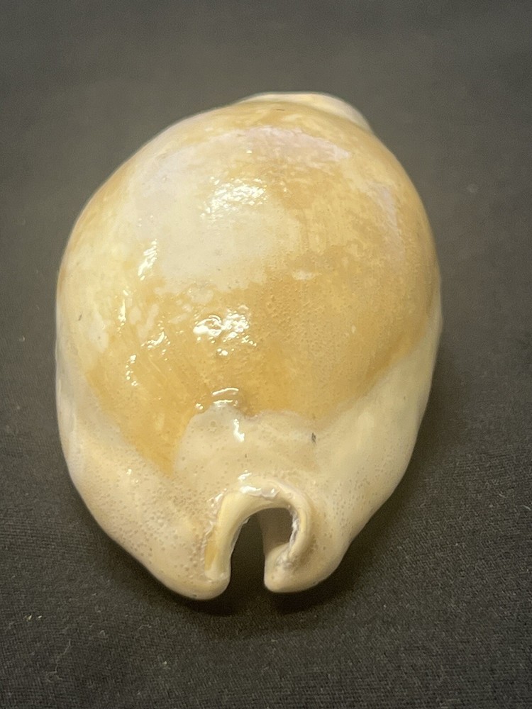 EXTINCT Fossilized COWRIE Shell From Central Florida, Pliocene Era.