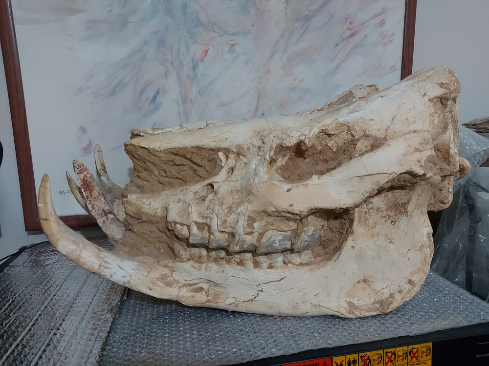 Chilotherium  ( 2 skulls in single auction )