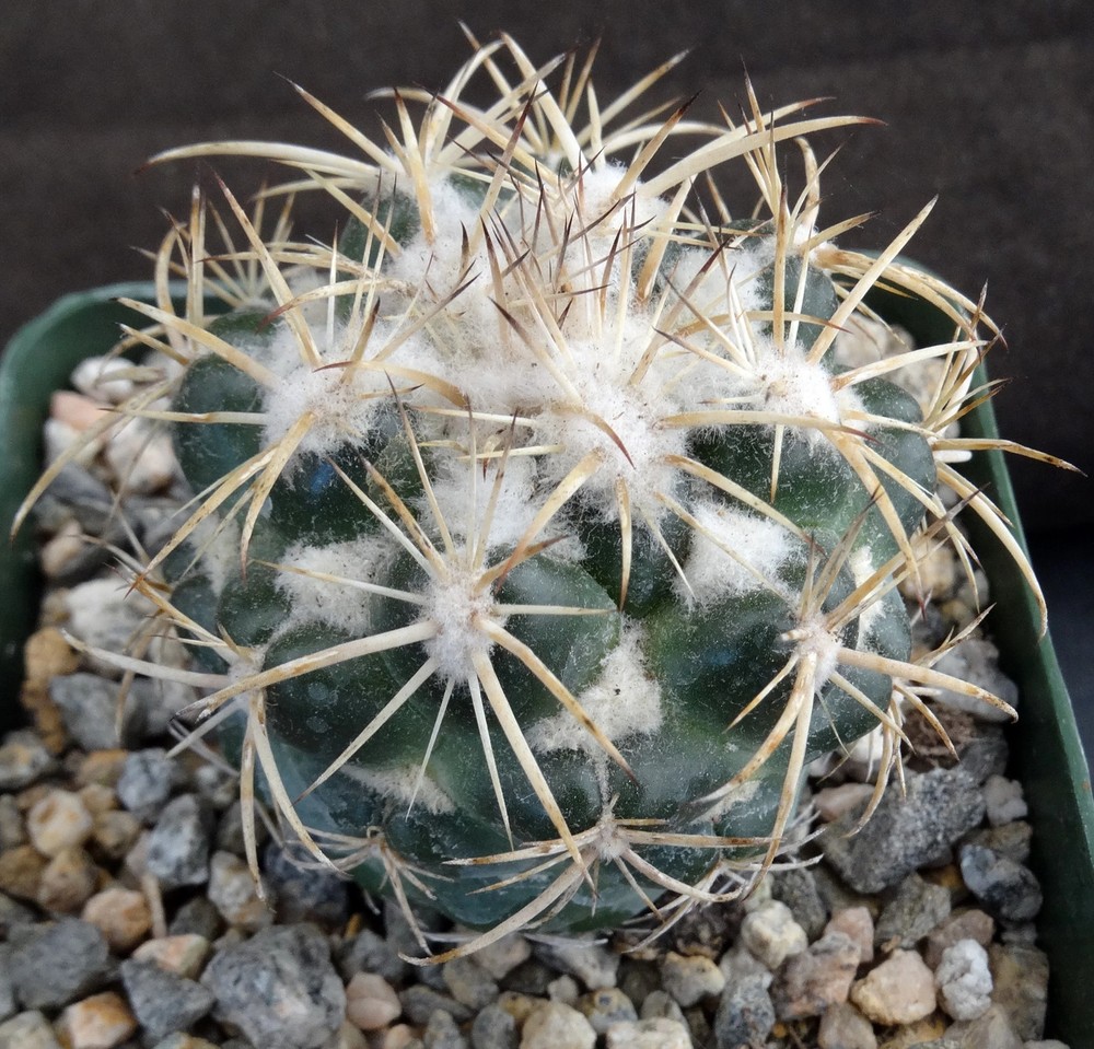 Coryphantha elephantidens