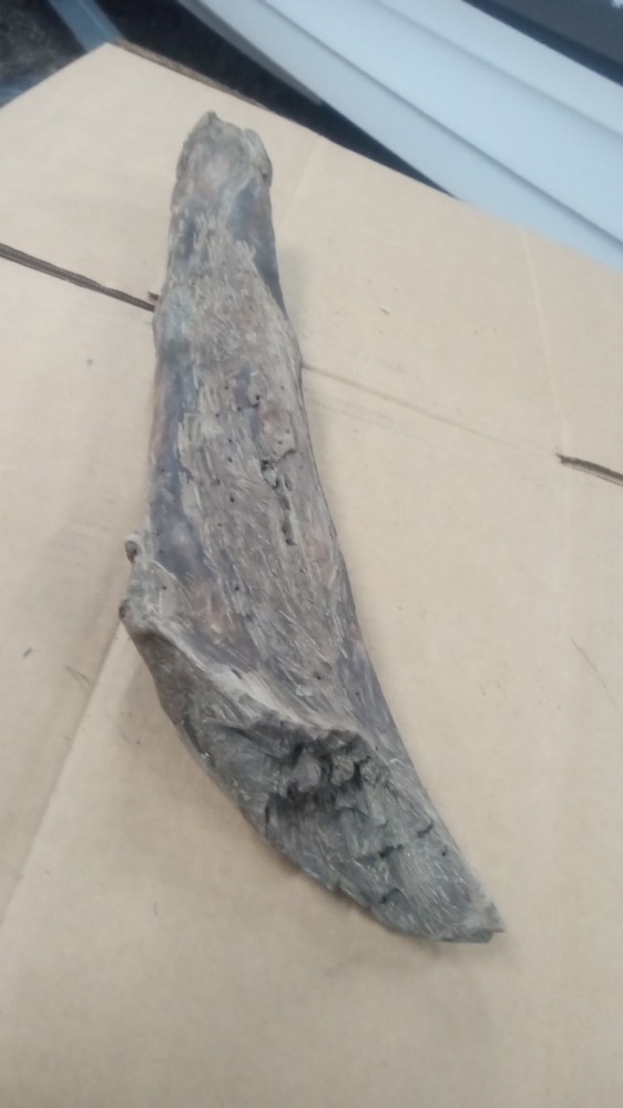 Driftwood Tooth