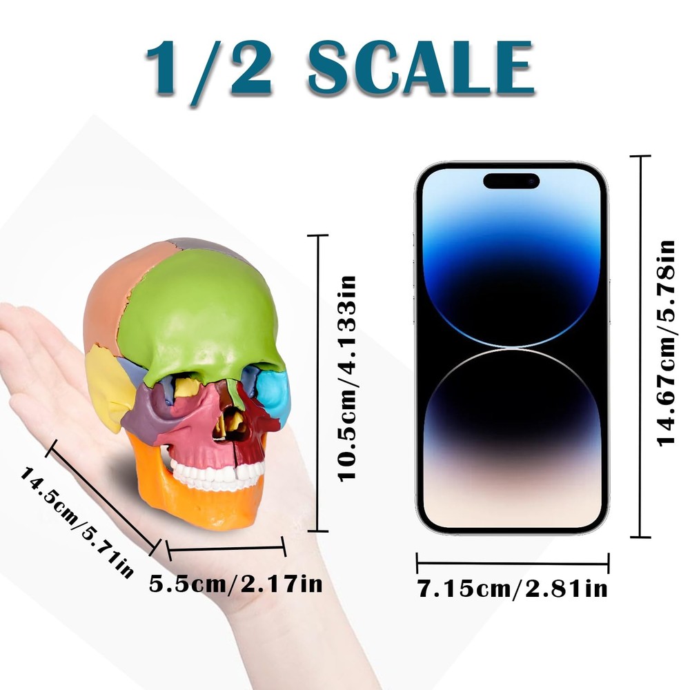 15-Part Colorful Small Skull Model, Model