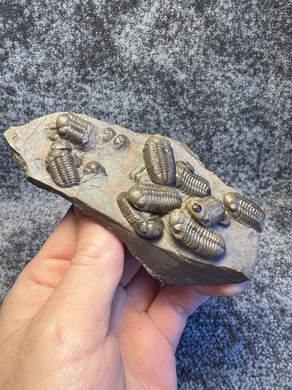 Austerops Trilobite Fossil Mortality Plate – Multiple Trilobites, Jorf