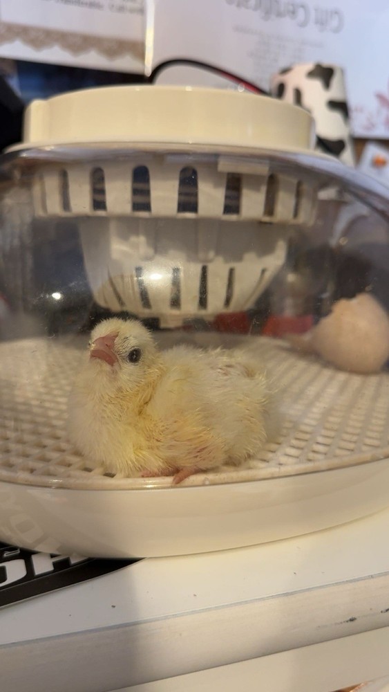 12 American Bresse Hatching Eggs