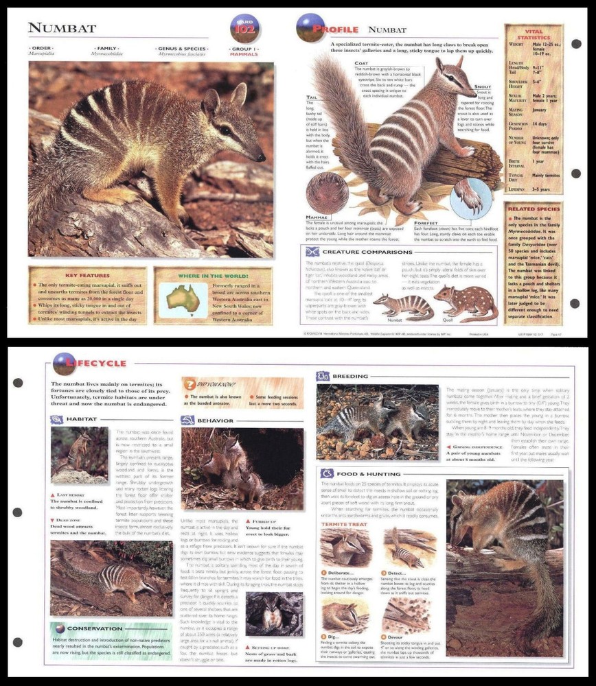 Fold-Out Sheet - Numbat - 102