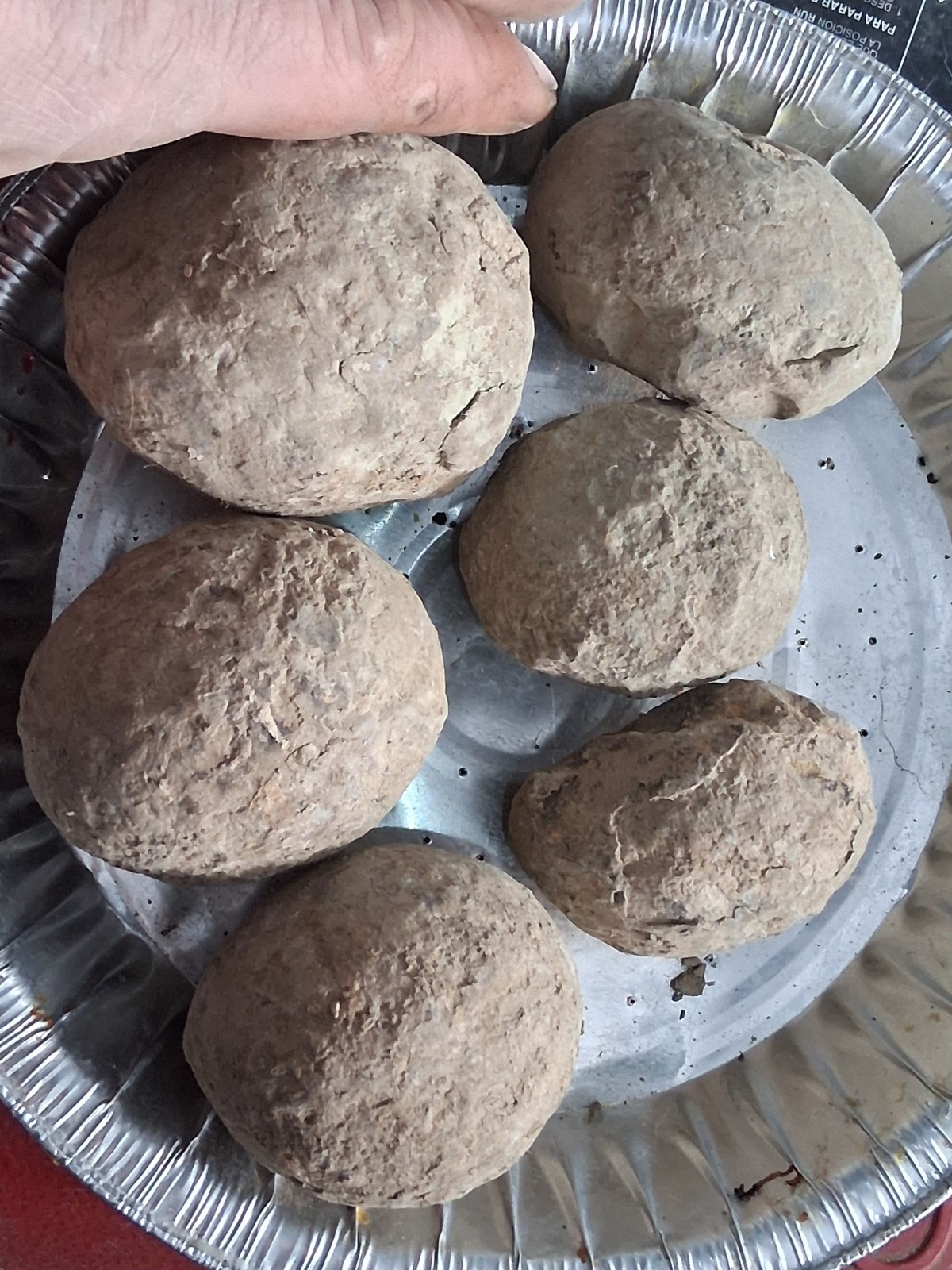 6 Medium Size Crab Fossil Concretions Pulalius Vulgaris Washington State