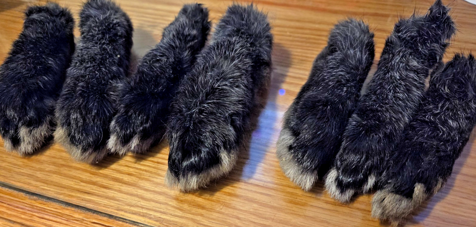 Lucky Silver Fox Rabbit's REAL Foot Authentic Pure Bred For Crafting One Piece