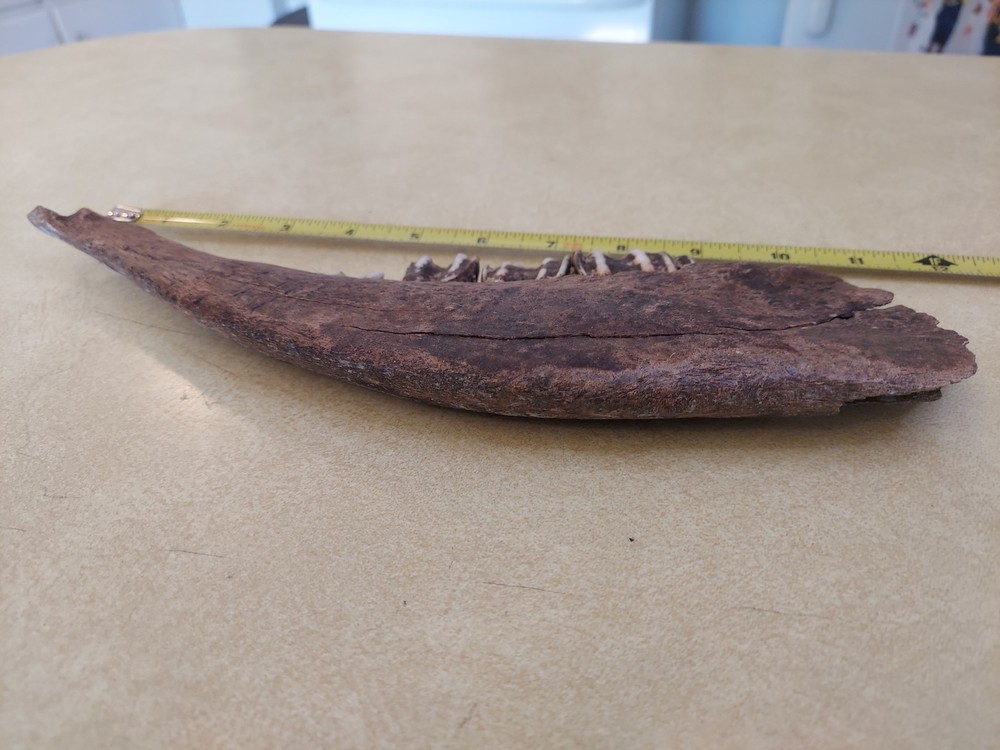 Bison Partial Jaw Bone Fossil with 3 Teeth 12"