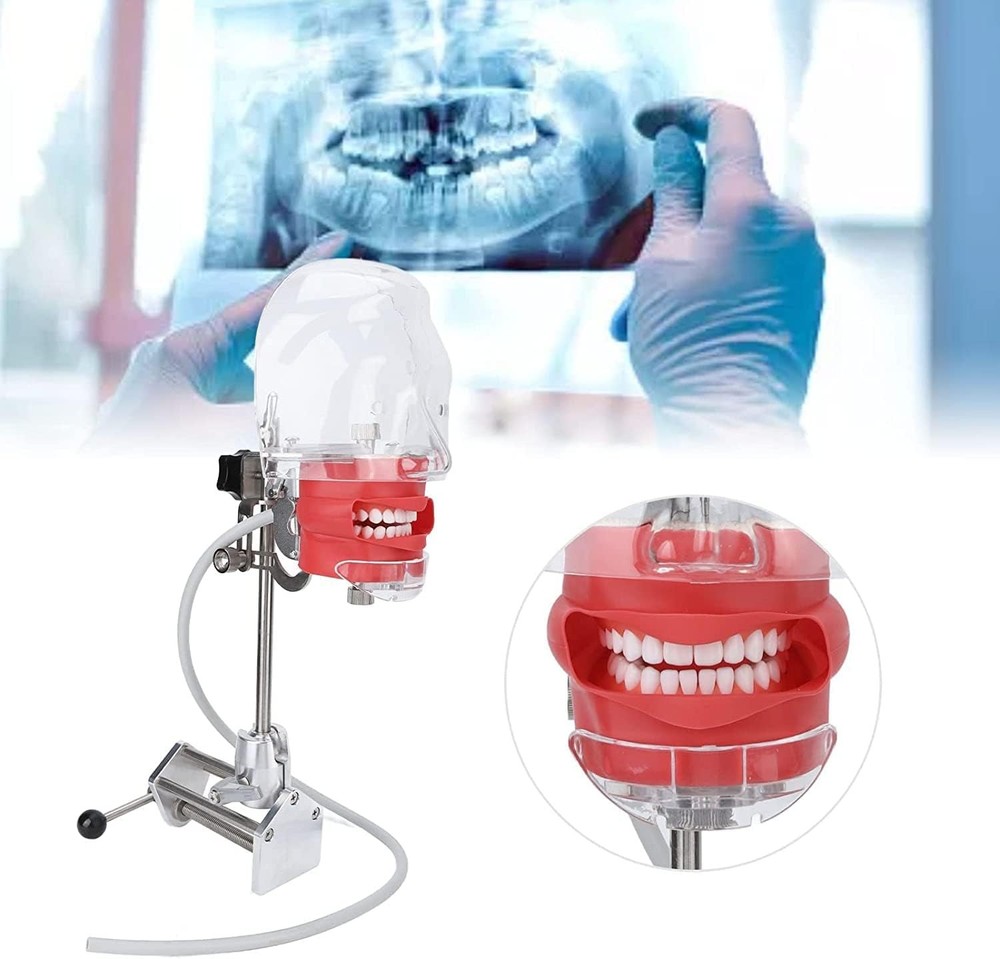 Dental Simulator Mannequin Head Typodont Teeth Model Phantom Dexter Head Teeth