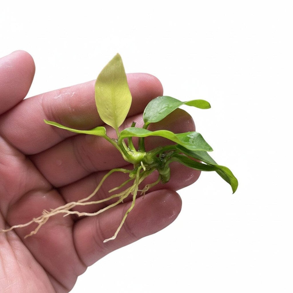 Anubias Golden | Bulk Pack
