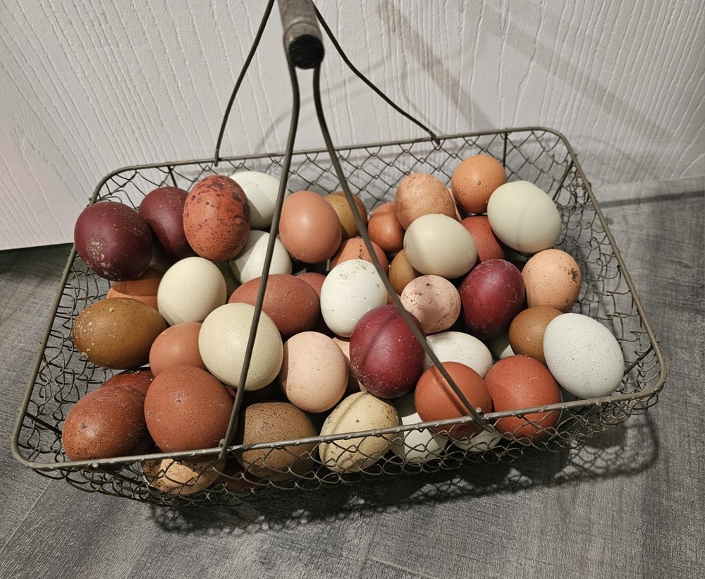 12+ Barnyard Mix Hatching Eggs