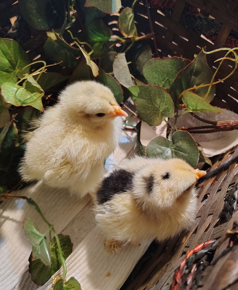 12 Breda fowl hatching eggs