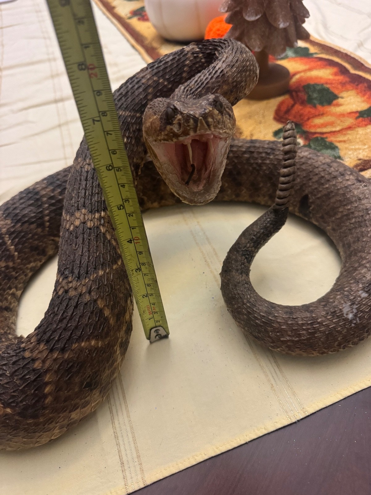 Vintage 53” eastern diamondback rattlesnake taxidermy mount Crotalus adamanteus