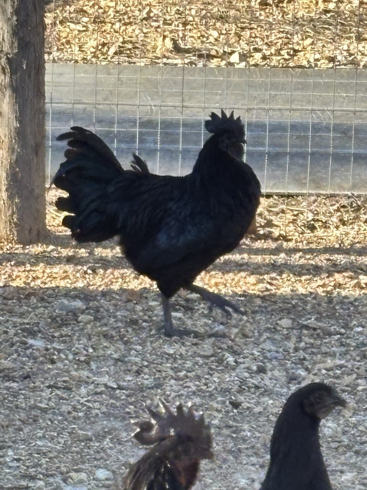 Ayam Cemani Fertilized Hatching Eggs 12 Pack