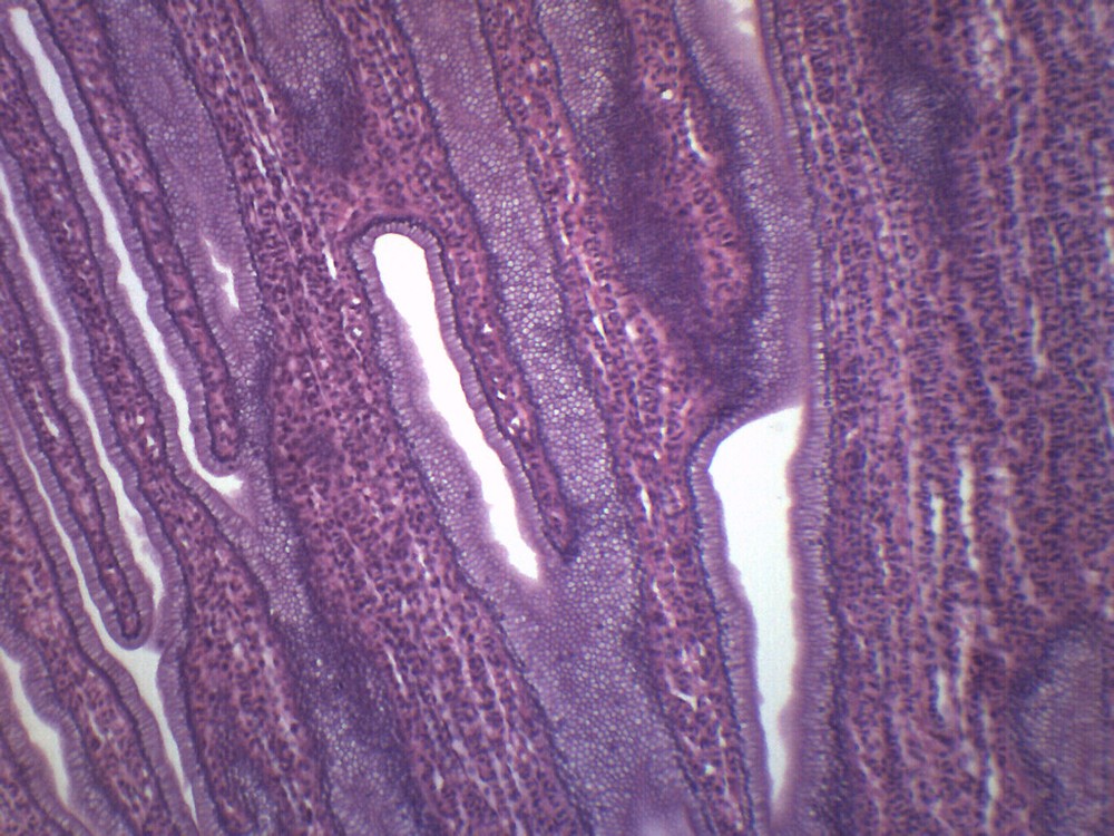 Simple Cuboidal Epithelium - Prepared Microscope Slide - 75x25mm - Eisco Labs