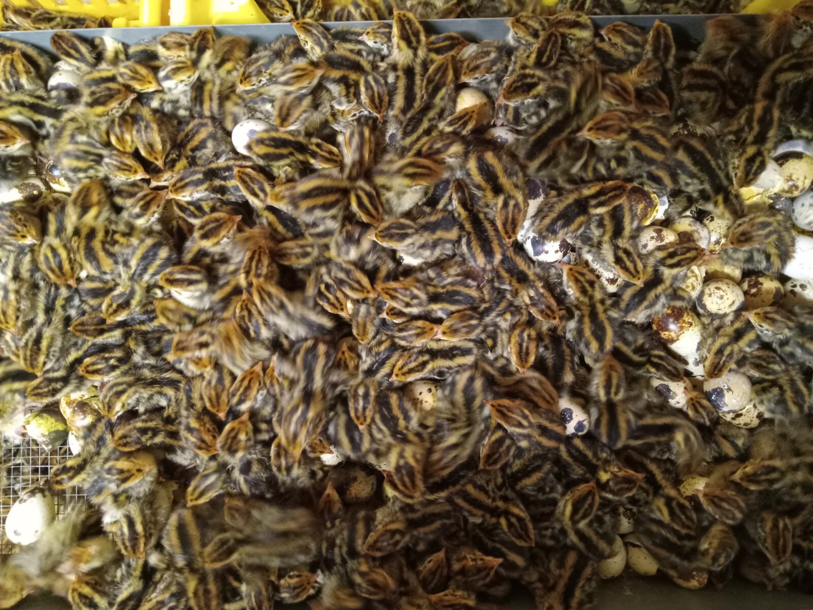 33+ KINGsBROWN XL. JUMBO brown coturnix quail hatching eggs,