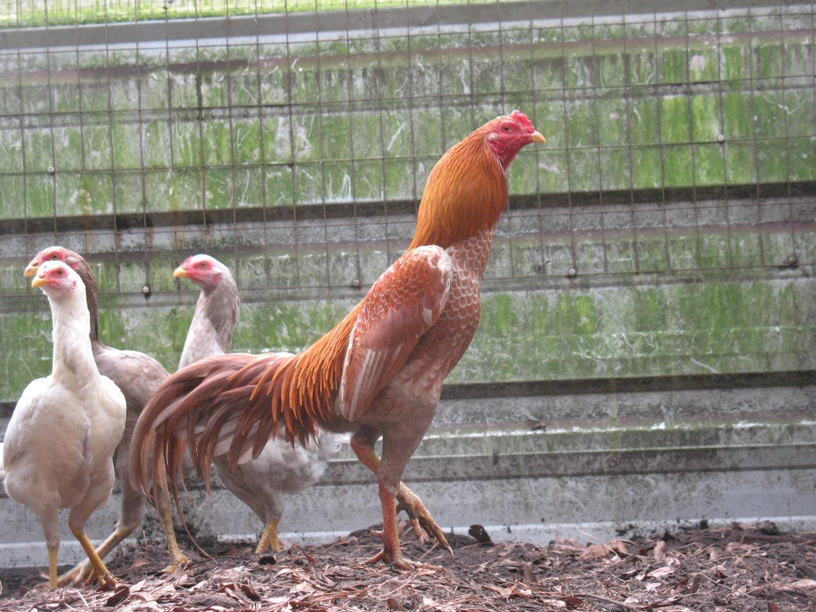 12 ASSORTED WAHL ASIL EGGS