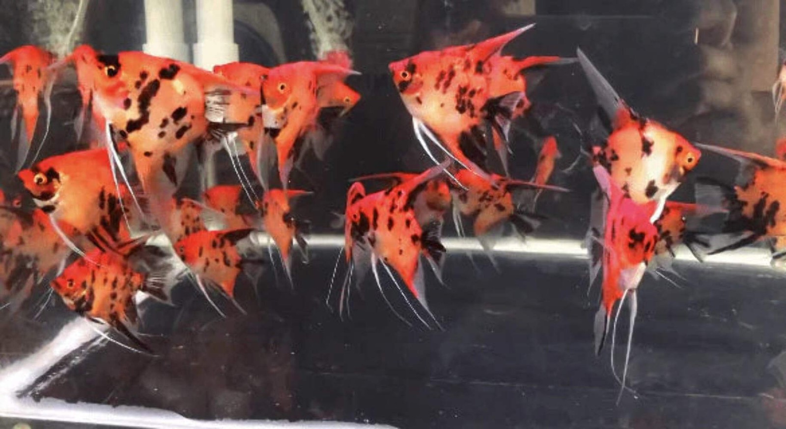 2 Pack Red Devil Angelfish 1.25–1.5 Inch Live Freshwater Cichlid Aquarium Fish