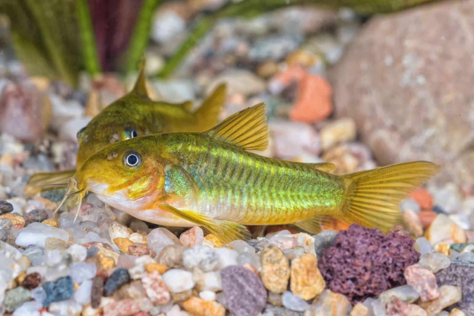 Calcium Feeder Stars & Shells for Shrimp, Snails, Crabs, Crayfish, Tropical Fish