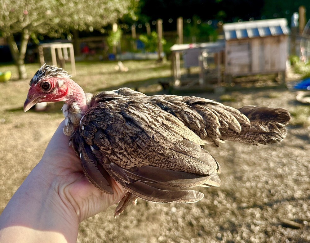 kikiriki hatching eggs 6++ PLEASE READ THE DESCRIPTION